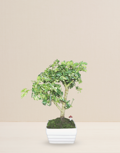 BONSAI CHIFLERA VARIEGATA 12 AÑOS
