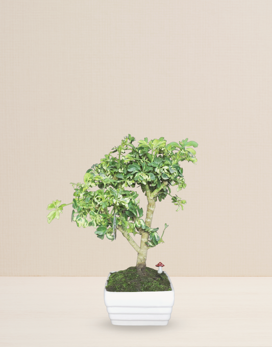 BONSAI CHIFLERA VARIEGATA 12 AÑOS