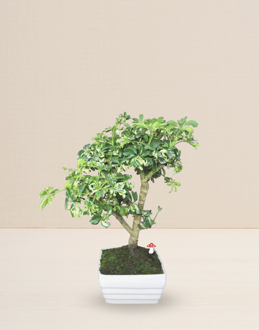BONSAI CHIFLERA VARIEGATA 12 AÑOS
