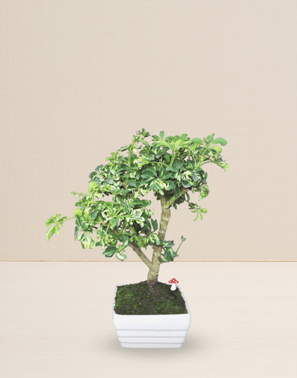 BONSAI CHIFLERA VARIEGATA 12 AÑOS