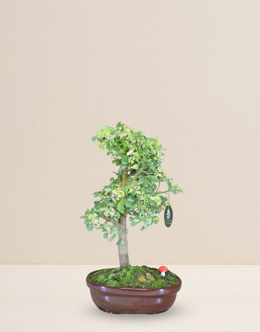BONSAI CHIFLERA VARIEGATA 12 AÑOS