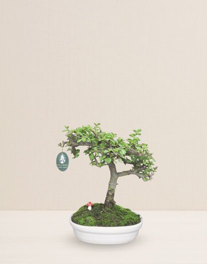 BONSAI JADE 12 AÑOS