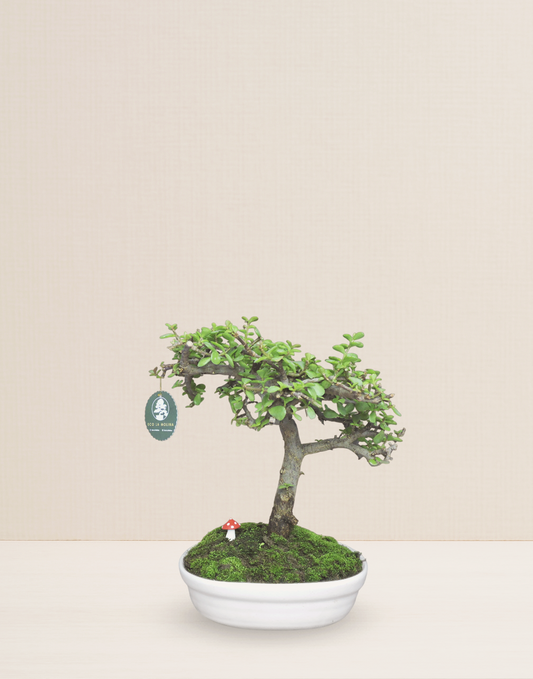 BONSAI JADE 12 AÑOS