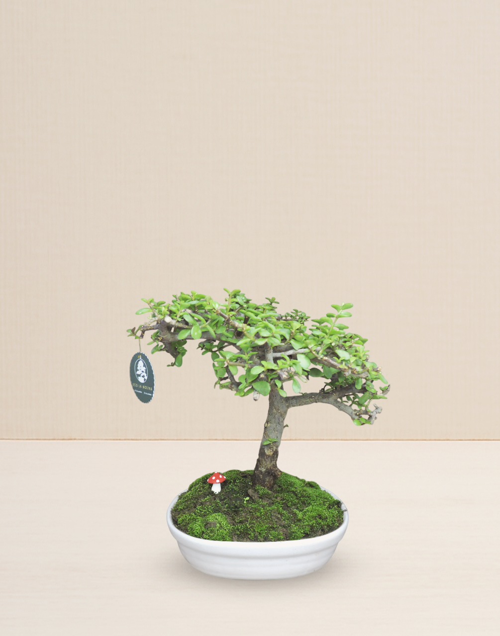 BONSAI JADE 12 AÑOS