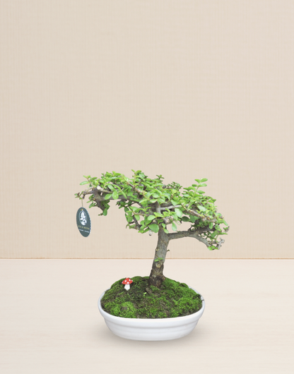 BONSAI JADE 12 AÑOS