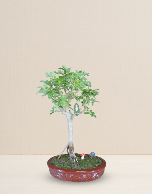 BONSAI CHIFLERA 12 AÑOS