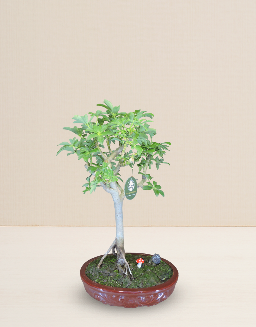 BONSAI CHIFLERA 12 AÑOS