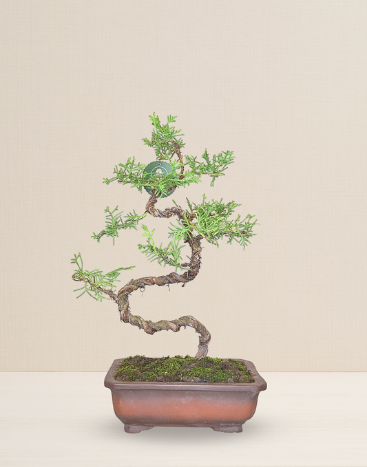 BONSAI JUNIPERUS 10 AÑOS