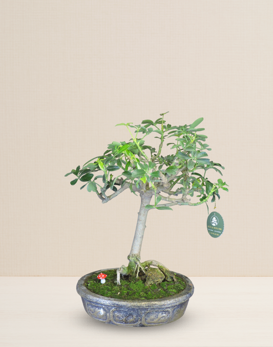 BONSAI CHIFLERA 12 AÑOS