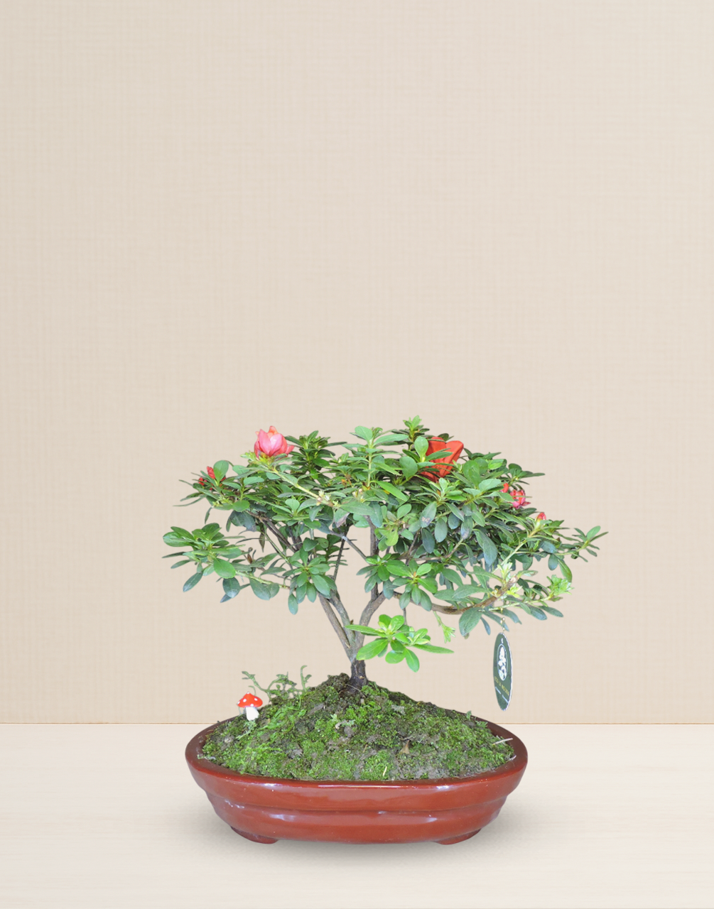 BONSAI AZALEA 9 AÑOS
