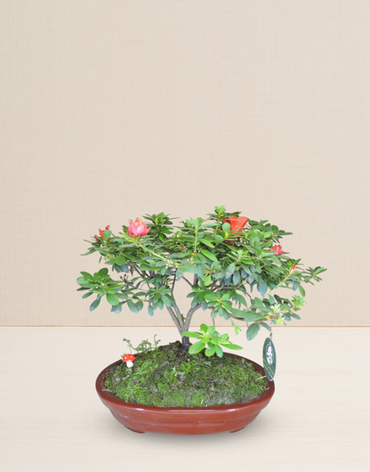 BONSAI AZALEA 9 AÑOS