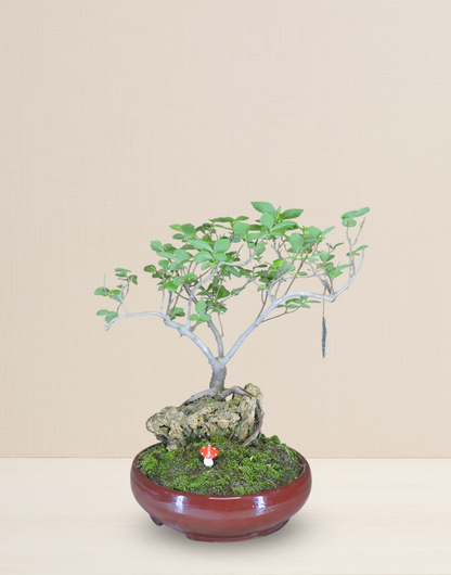 BONSAI MORA 12 AÑOS