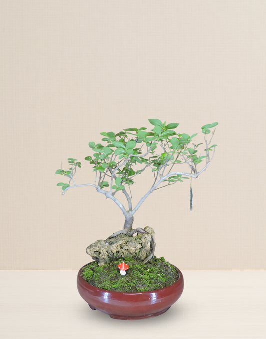 BONSAI MORA 12 AÑOS