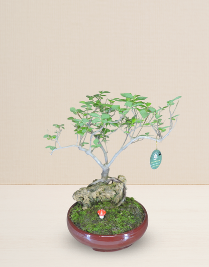 BONSAI MORA 12 AÑOS