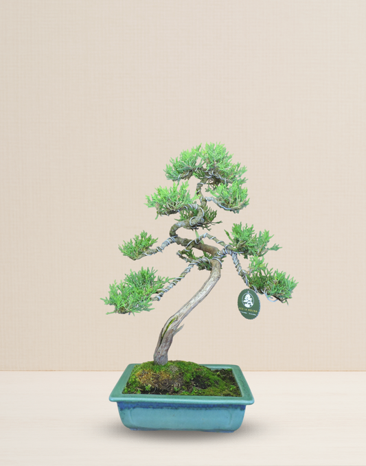 BONSAI JUNIPERUS 15 AÑOS