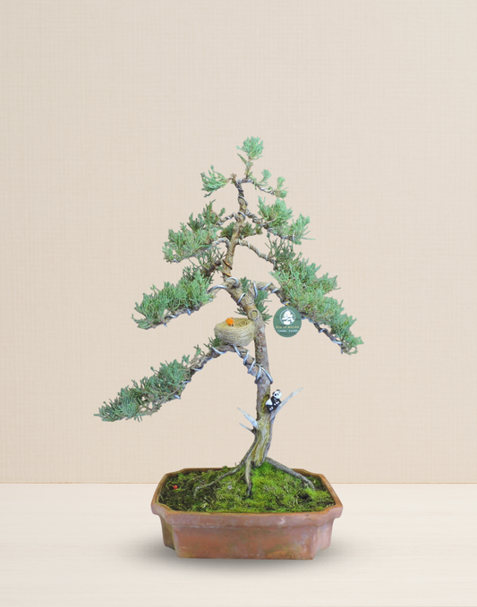 BONSAI JUNIPERUS 18 AÑOS