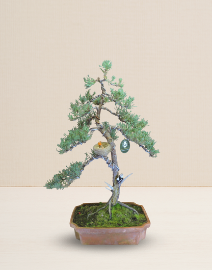BONSAI JUNIPERUS 18 AÑOS