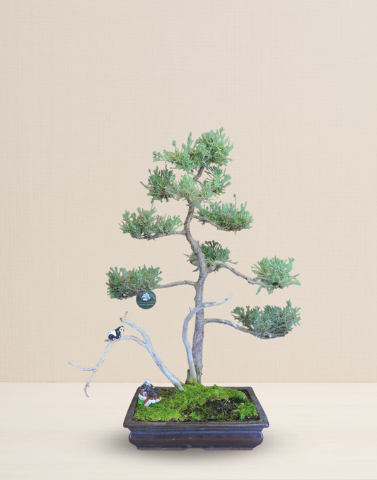 BONSAI JUNIPERUS 18 AÑOS
