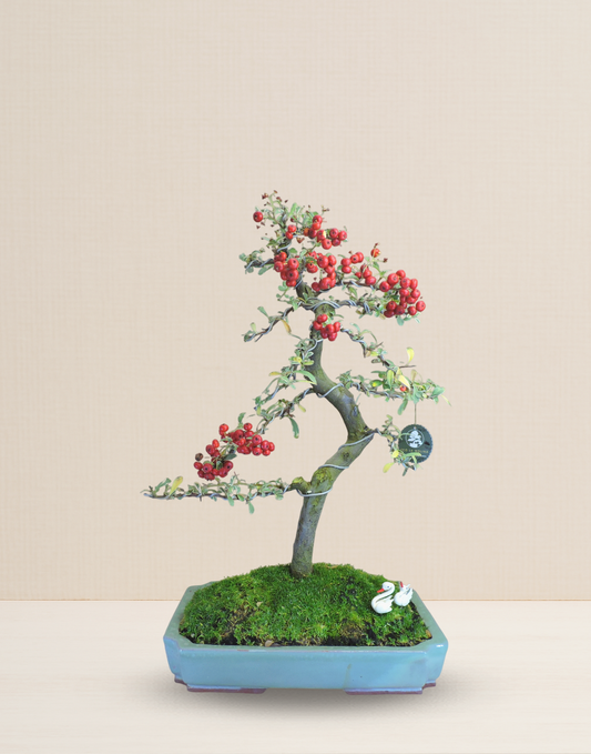BONSAI PIRACANTA VARIEGADA 20 AÑOS
