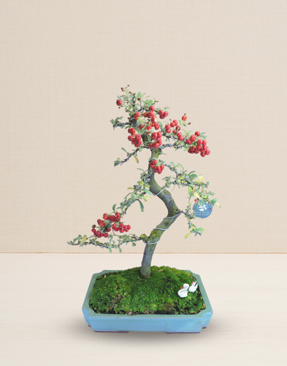 BONSAI PIRACANTA VARIEGADA 20 AÑOS