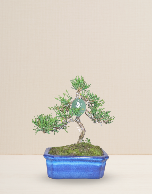 BONSAI JUNIPERUS 9 AÑOS