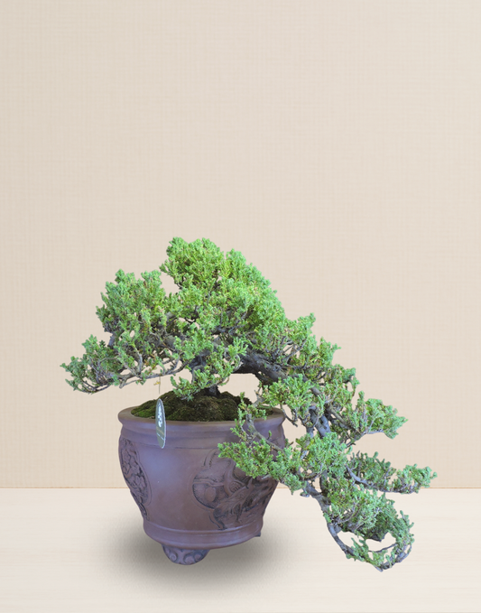 BONSAI JACARÉ COLECCIÓN 20 AÑOS