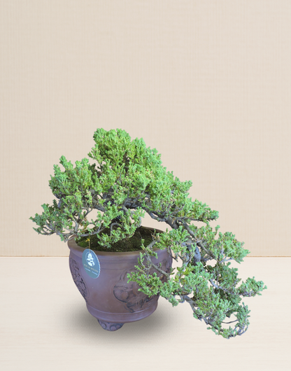 BONSAI JACARÉ COLECCIÓN 20 AÑOS