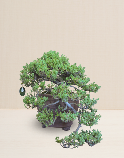 BONSAI JACARÉ COLECCIÓN 20 AÑOS