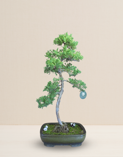 BONSAI JUNIPERUS 14 AÑOS
