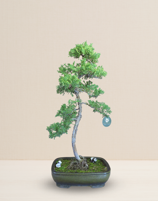 BONSAI JUNIPERUS 14 AÑOS