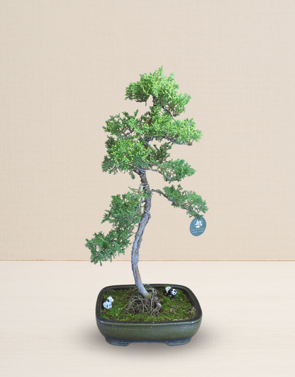 BONSAI JUNIPERUS 14 AÑOS