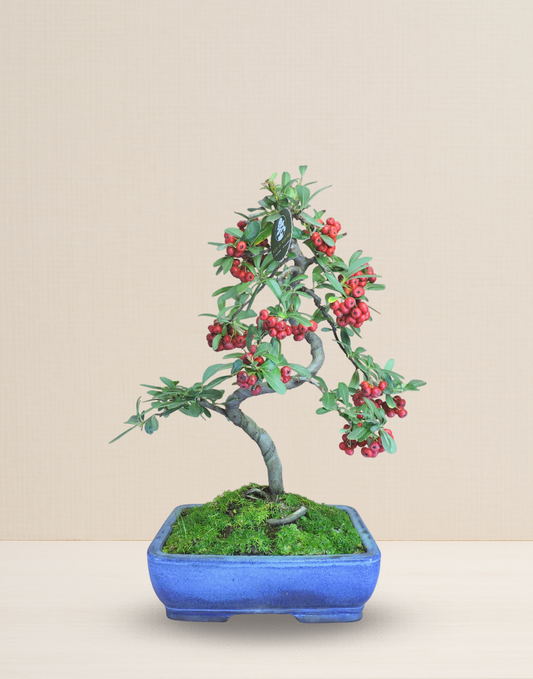 BONSAI PIRACANTA 14 AÑOS