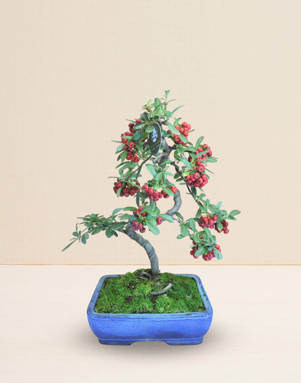 BONSAI PIRACANTA 14 AÑOS