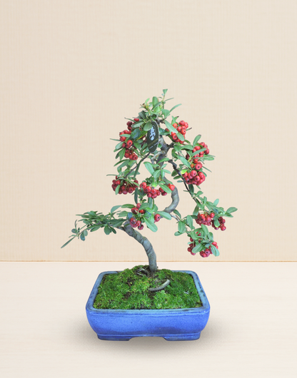 BONSAI PIRACANTA 14 AÑOS