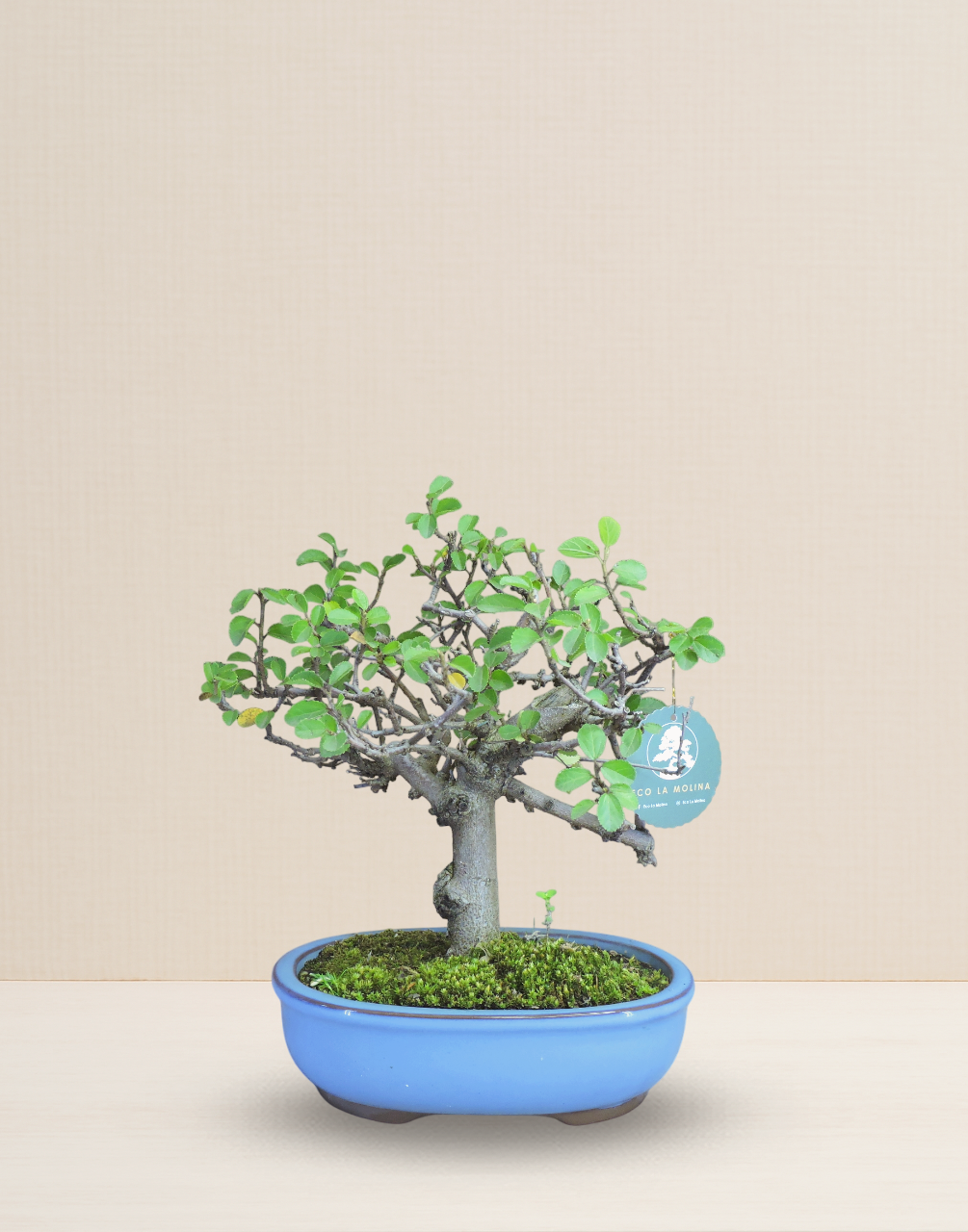 BONSAI GREWIA 10 AÑOS