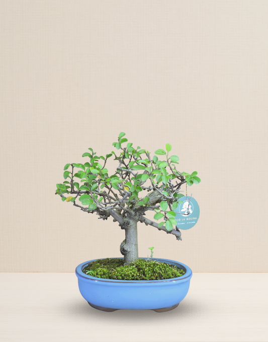 BONSAI GREWIA 10 AÑOS