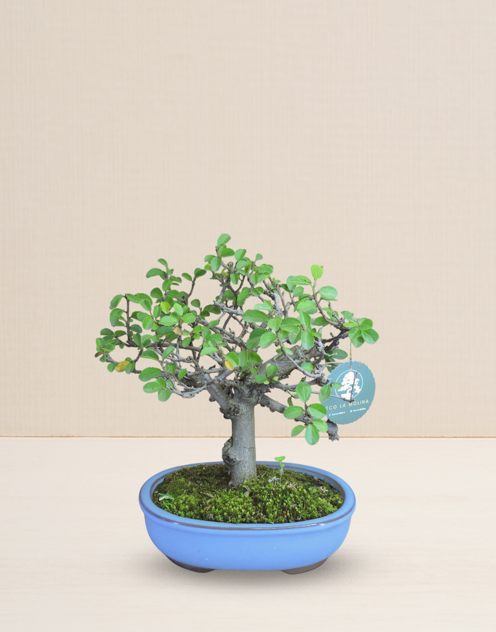 BONSAI GREWIA 10 AÑOS