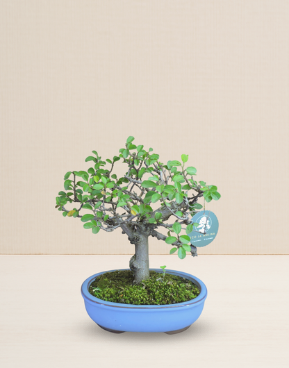 BONSAI GREWIA 10 AÑOS
