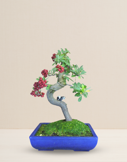BONSAI PIRACANTA 17 AÑOS
