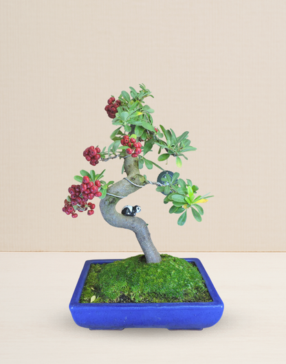 BONSAI PIRACANTA 17 AÑOS