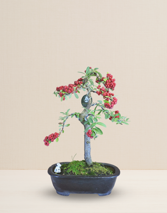 BONSAI PIRACANTA 17 AÑOS