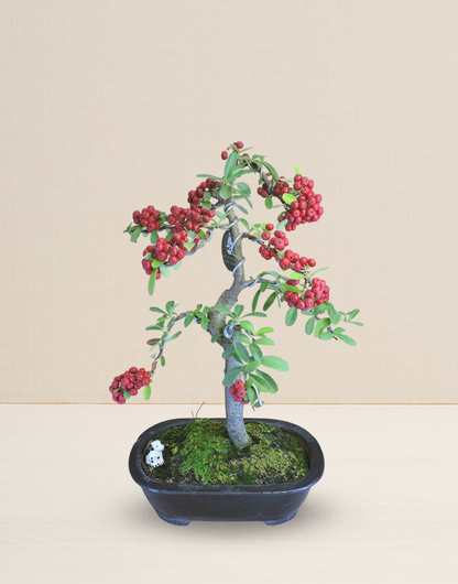 BONSAI PIRACANTA 17 AÑOS