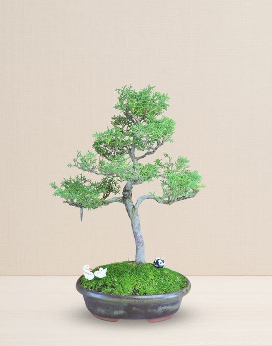 BONSAI JUNIPERUS 13 AÑOS