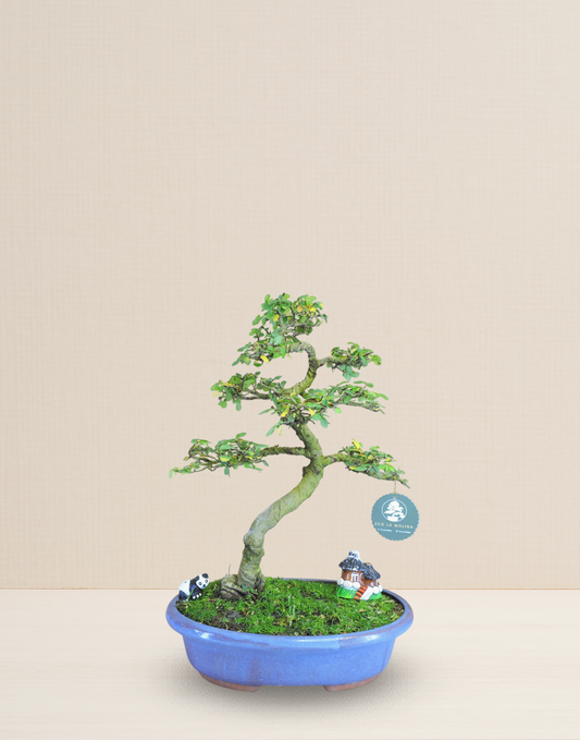 BONSAI OLMO CHINO 15 AÑOS