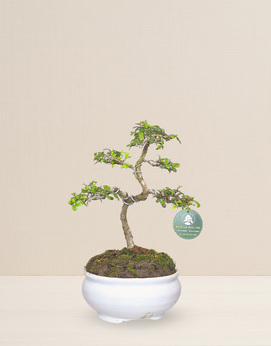 BONSAI OLMO CHINO 8 AÑOS